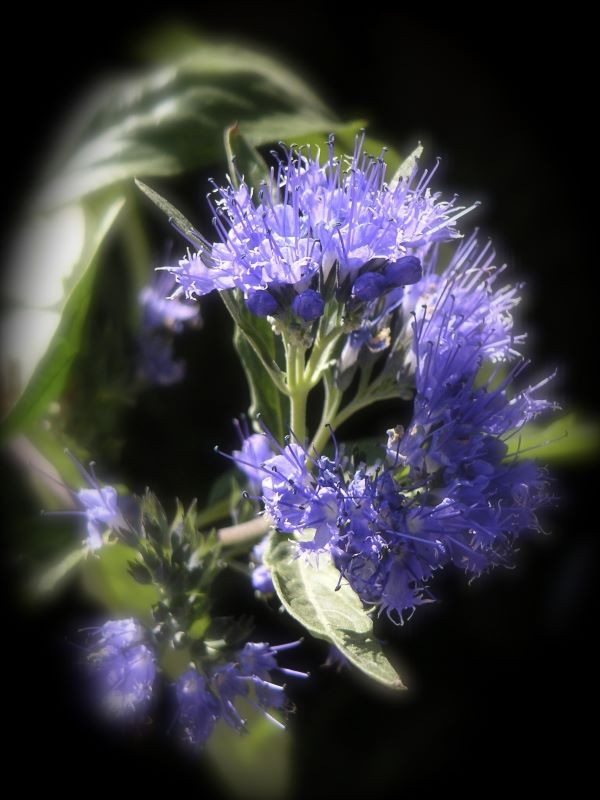 Ysop-Blüte-hyssopus-officinalis-büte zur Gewinnung von Ysop Öl ct. pinocamphone bio