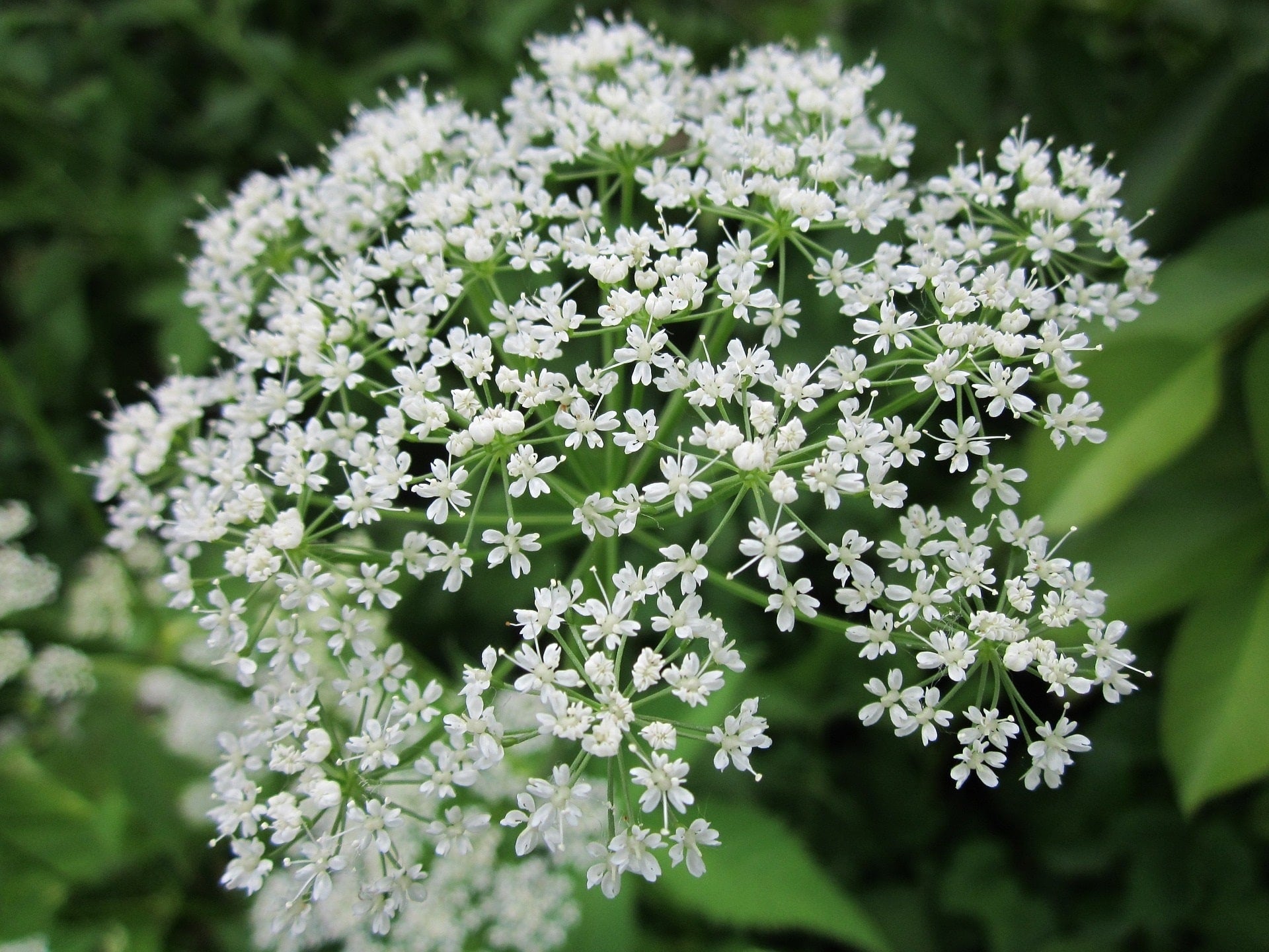 Zahnstocherkraut_Bischofskraut zur Gewinnung von Khella Öl bio (Ammi visnaga) aus Marokko – Ätherisches Öl