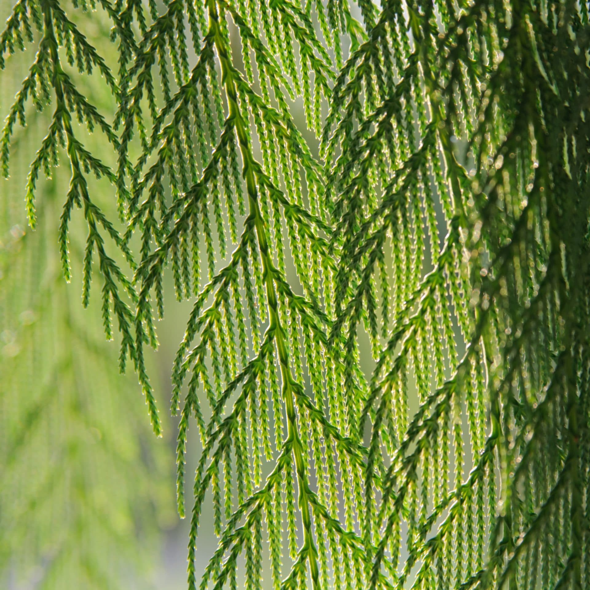 Cupressus funebris zur Gewinnung von Zypresse China - Cupressus funebris (ätherisches Öl)