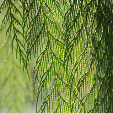 Zypresse China - Cupressus funebris (ätherisches Öl) - von ESSENCE - PUR | naturrein & hochwertig