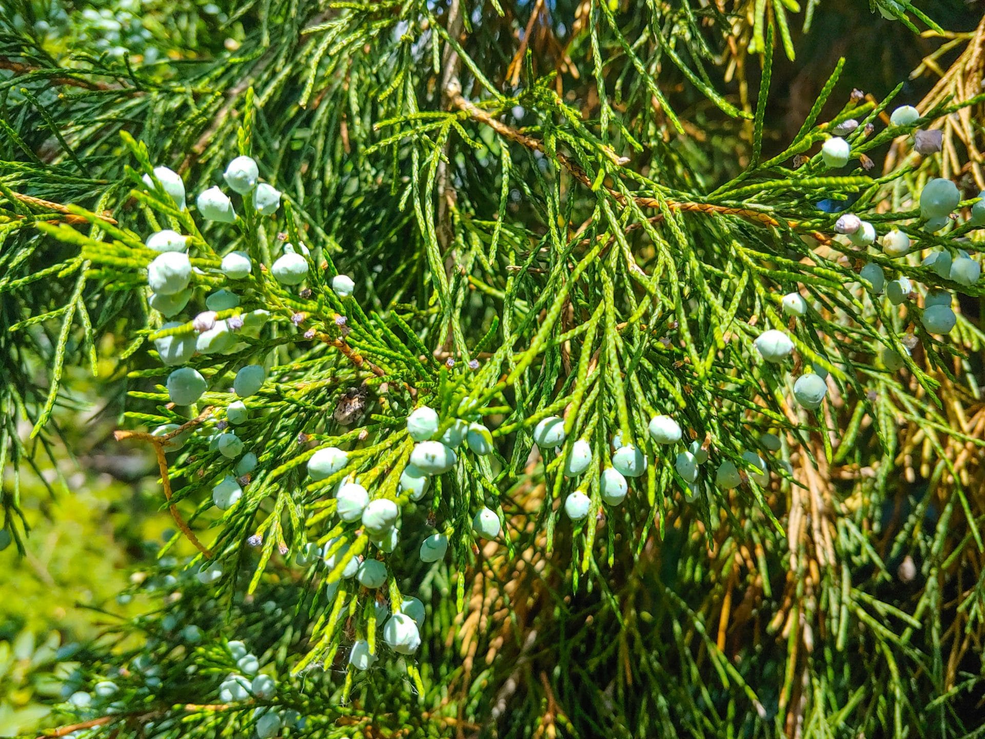 Juniperus ashei Zweig zur Gewinnung von Zedernholz Texas (ätherisches Öl)
