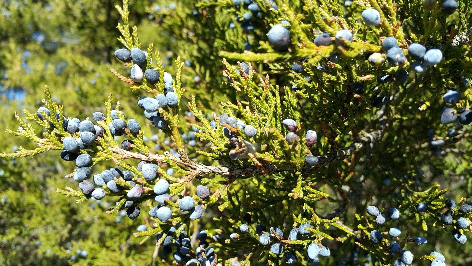 rote Zeder zur Gewinnung von Zedernholzöl Virginia - juniperus virginiana (ätherisches Öl)