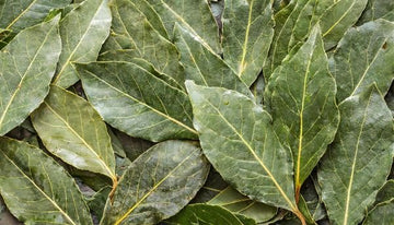 Zimtblätter Öl – (Cinnamomum verum) aus Sri Lanka - von ESSENCE - PUR | naturrein & hochwertig