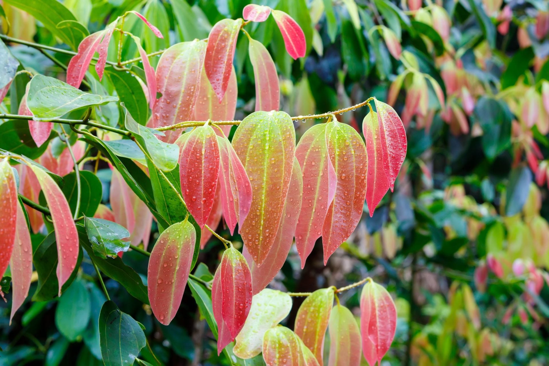 Cinnamomum zeylanicum Zimtzweige mit Blättern zur Gewinnung von Zimtzweige bio (ätherisches Öl)
