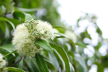 Zitronenmyrte Öl wild – (Backhousia citriodora) aus Australien - von ESSENCE - PUR | naturrein & hochwertig