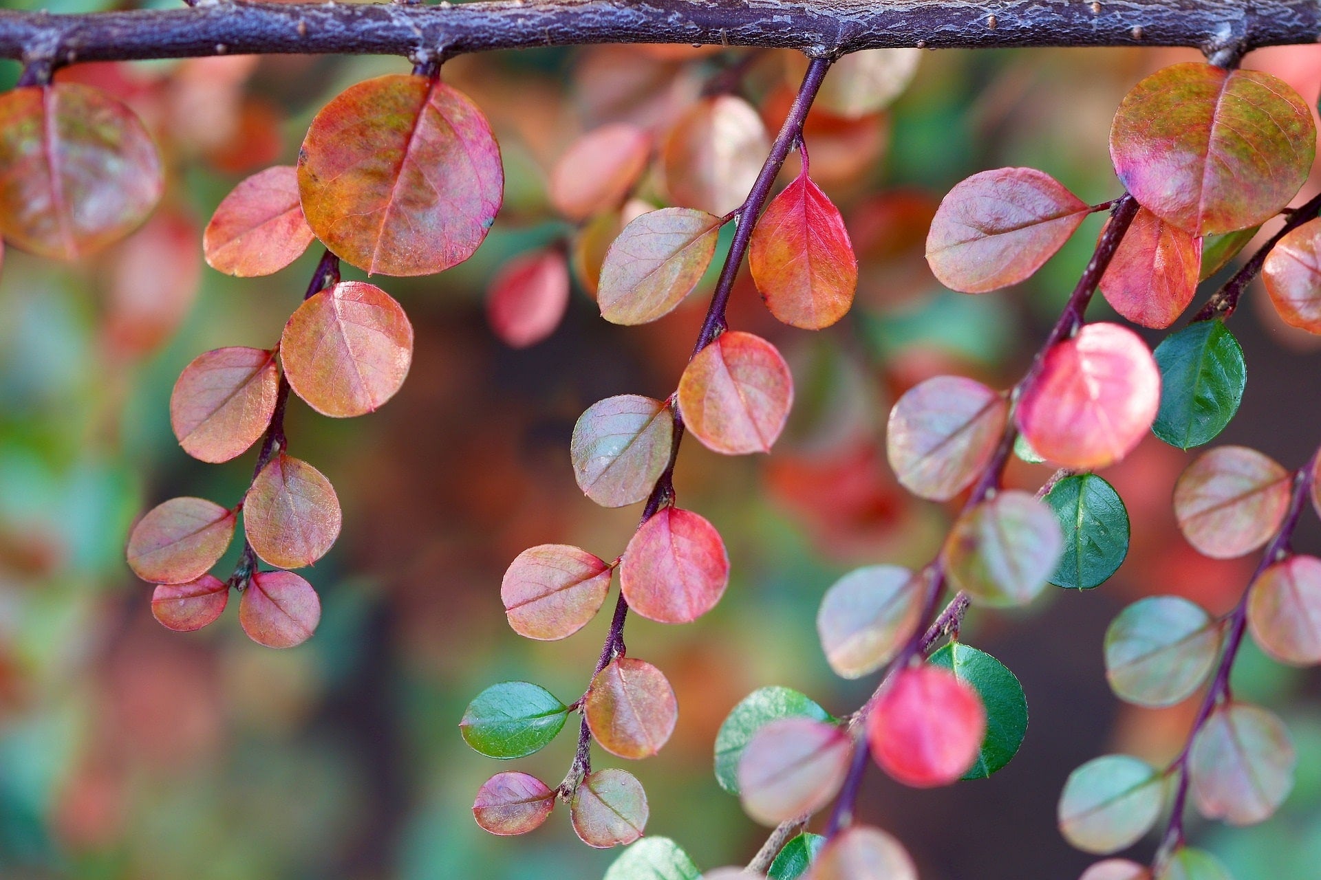 Zwergmispelblätter zur Gewinnung von Zwergmispel - croton cotoneaster (ätherisches Öl)