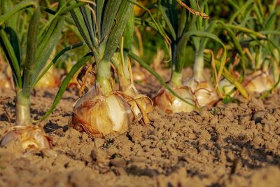 Zwiebelknollen zur Gewinnung von Zwiebelöl (Allium cepa) - ätherisches Öl