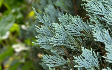 Zypressenöl blau (Calistris intratropica) - von ESSENCE - PUR | naturrein & hochwertig