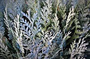 Zypressenöl weiß Blätter (Callistris glaucophylla) - von ESSENCE - PUR | naturrein & hochwertig