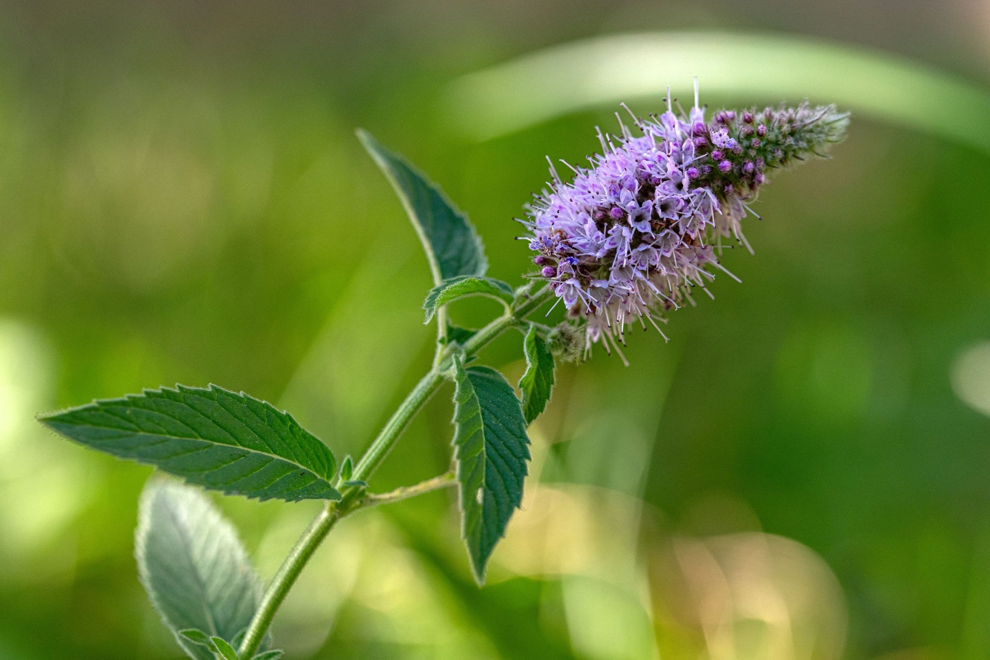 bühende Ackerminze zur Gewinnung von Ackerminze bio (mentha arvensis) Öl