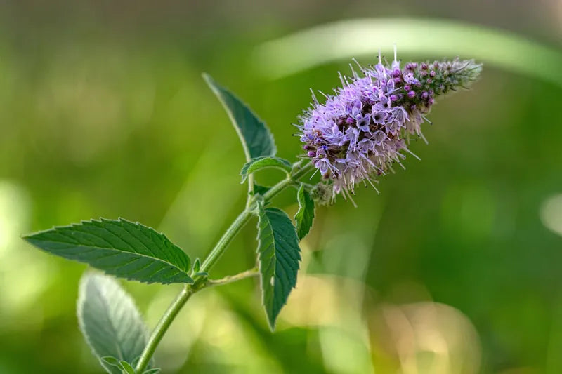 bühende Ackerminze zur Gewinnung von Ackerminze bio (mentha arvensis) Öl