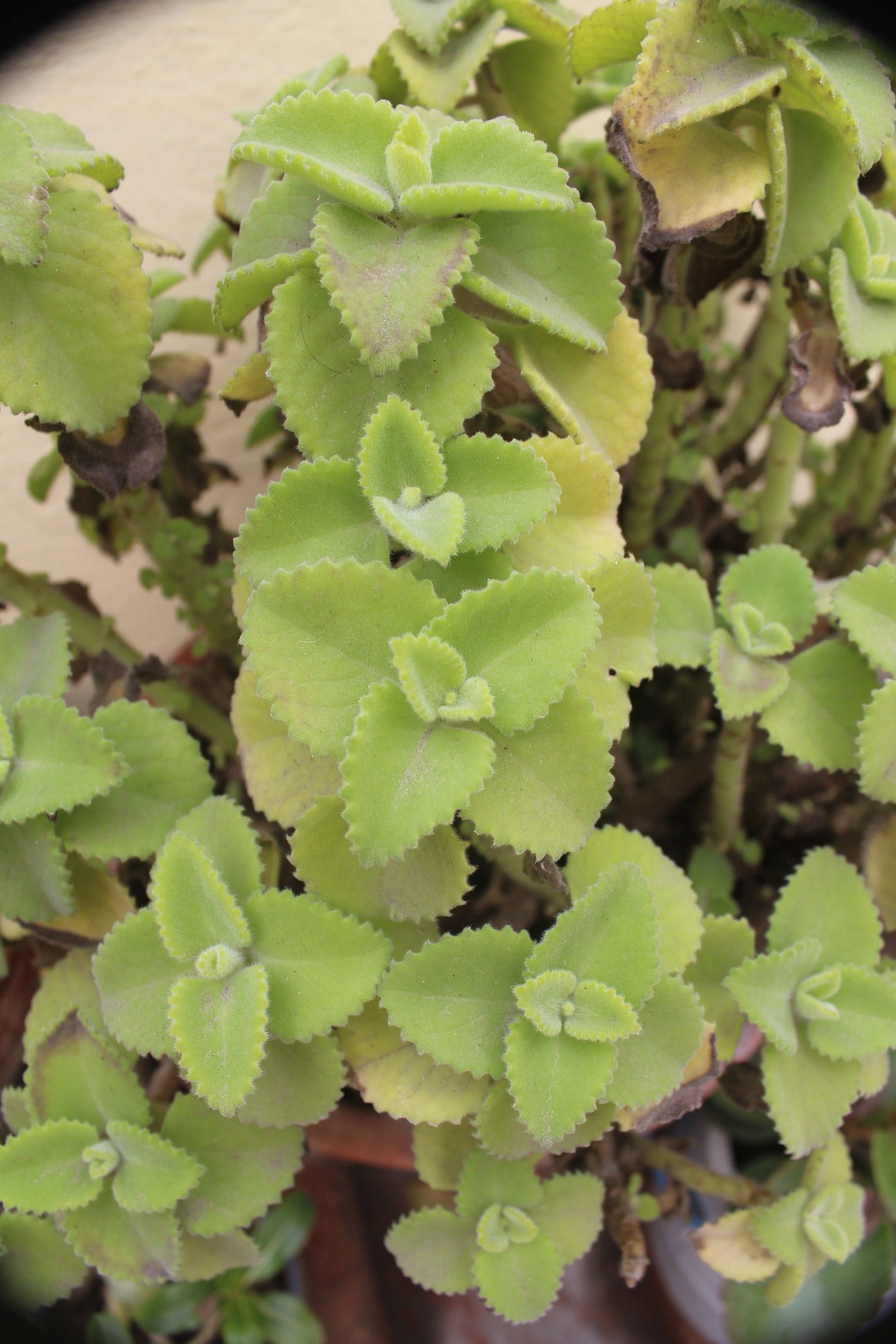 Ajowan Pflanze (Trachyspermum ammi) – grüne Blätter der Ajowan-Kräuterpflanze, Quelle für das ätherische Ajowan-Öl bio von ESSENCE-PUR