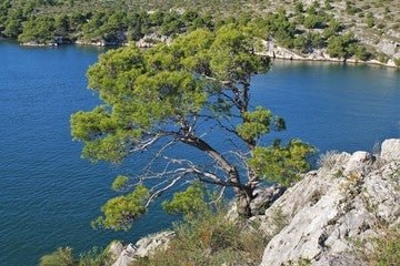 Aleppo-Kiefer an mediterraner Küste – Pinus halepensis mit charaktervoller Waldatmosphäre und sonnengewärmtem Naturduft