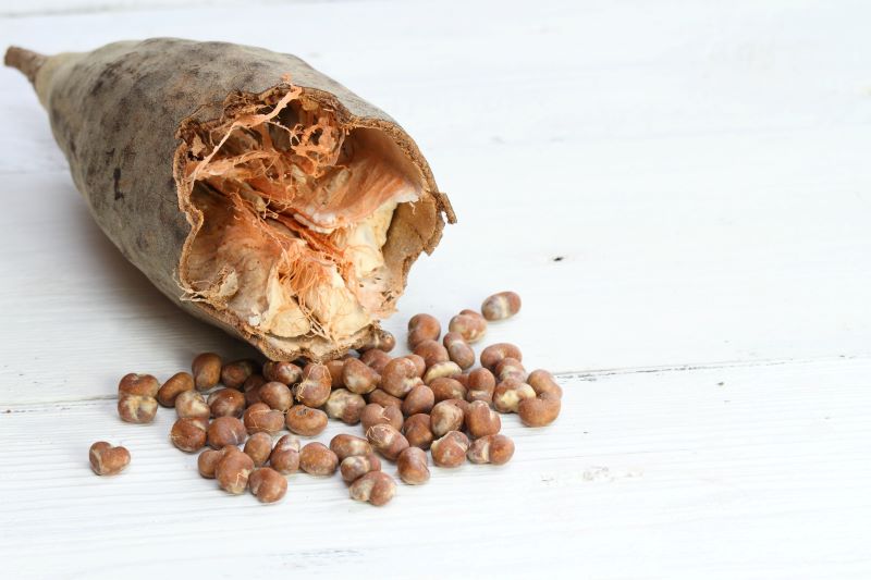 Baobab Frucht und Samen (Adansonia digitata) – Rohstoff für Baobaböl bio aus Südafrika