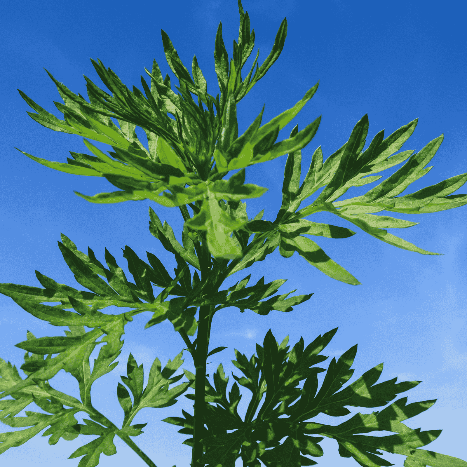 Beifuß Hydrolat bio (Artemisia vulgaris) - von ESSENCE - PUR | naturrein & hochwertig