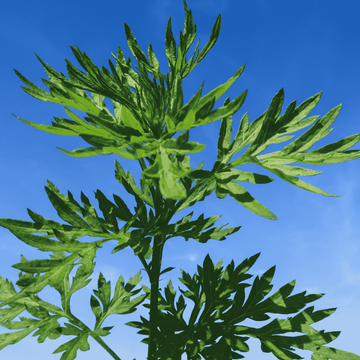 Beifuß Hydrolat bio (Artemisia vulgaris) - von ESSENCE - PUR | naturrein & hochwertig