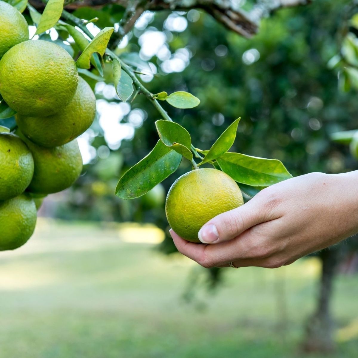 Bergamotte Öl bio aus Italien – 🌞spritzig & fein blumig🍊 - von ESSENCE-PUR | naturrein & hochwertig