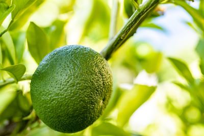 Bitter Orange grün zur Gewinnung von Petit Grain Bigarade Paraguay bio