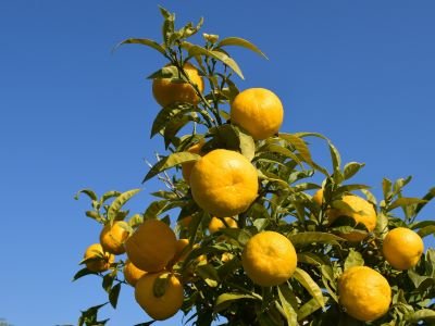 Reife Früchte der Bitterorange Rot (Citrus × aurantium var. pumila) am Baum in Ägypten – Ausgangsmaterial für das naturreine ätherische Öl von ESSENCE-PUR