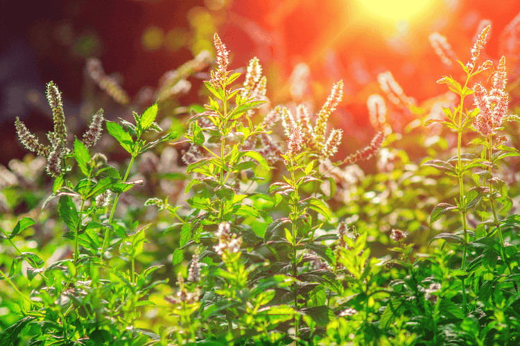 blühende Minze in freier Natur im Sonnenlicht. Farbspiel von grün, orange und rot.