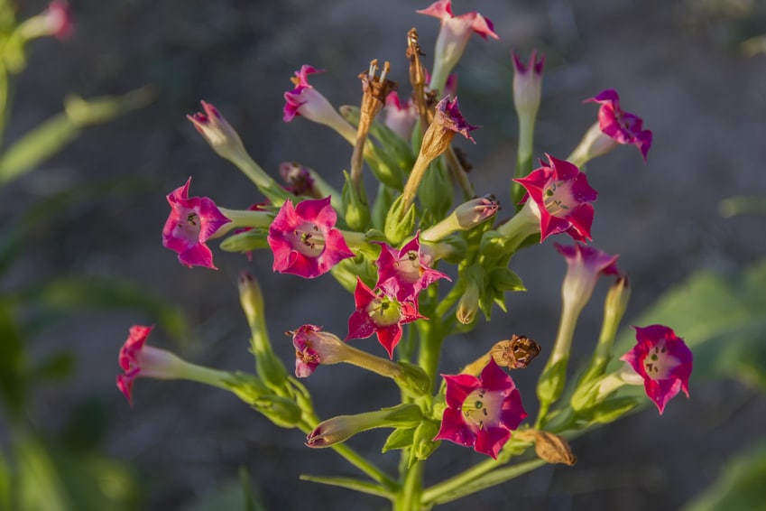 Tabakblüten (Nicotiana) im Sonnenlicht – Grundlage für Tabakblatt Absolue 100%