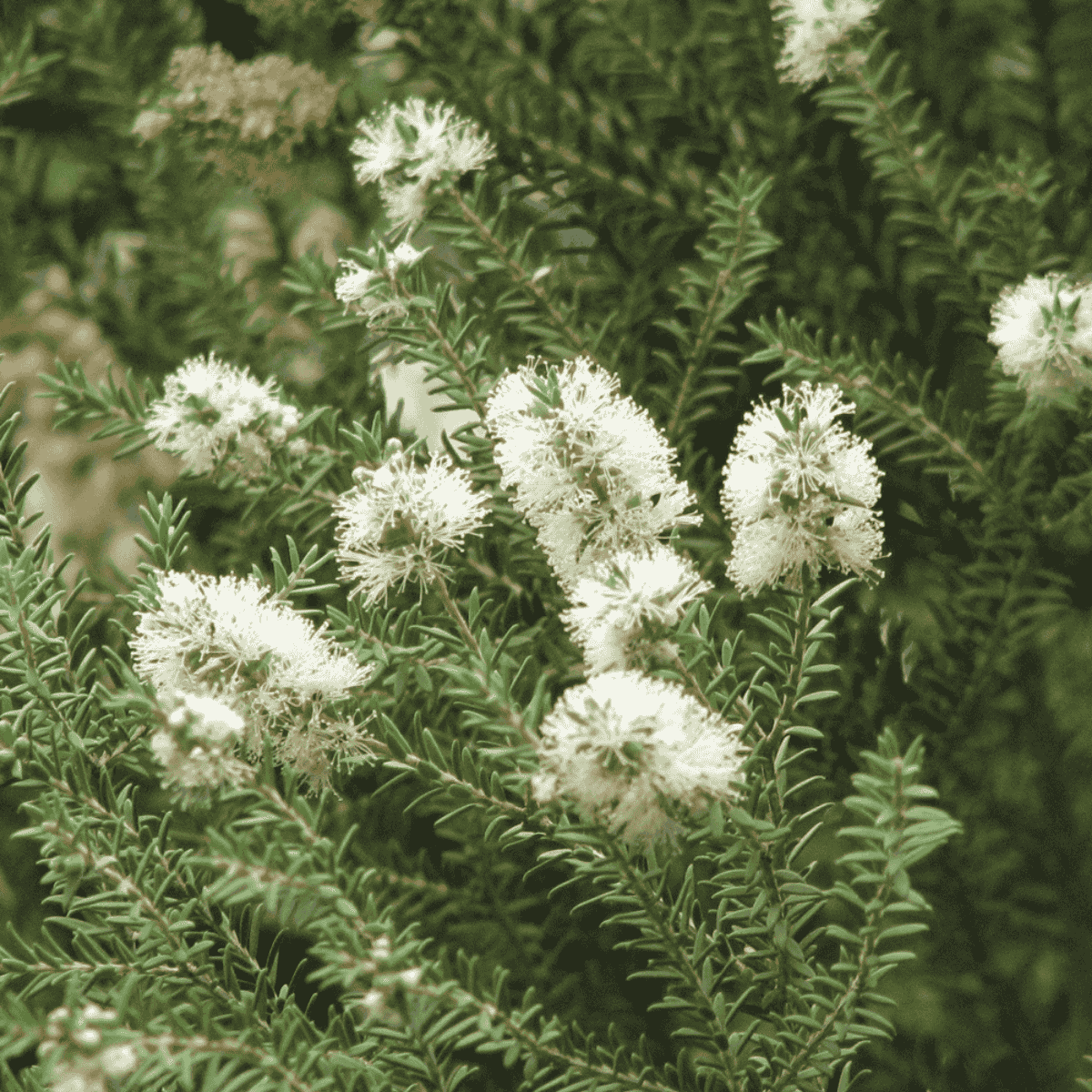 Blühender Teebaum mit weißen Blüten und grünen, nadelförmigen Blättern – charakteristische Pflanze für die Gewinnung von Teebaumöl.