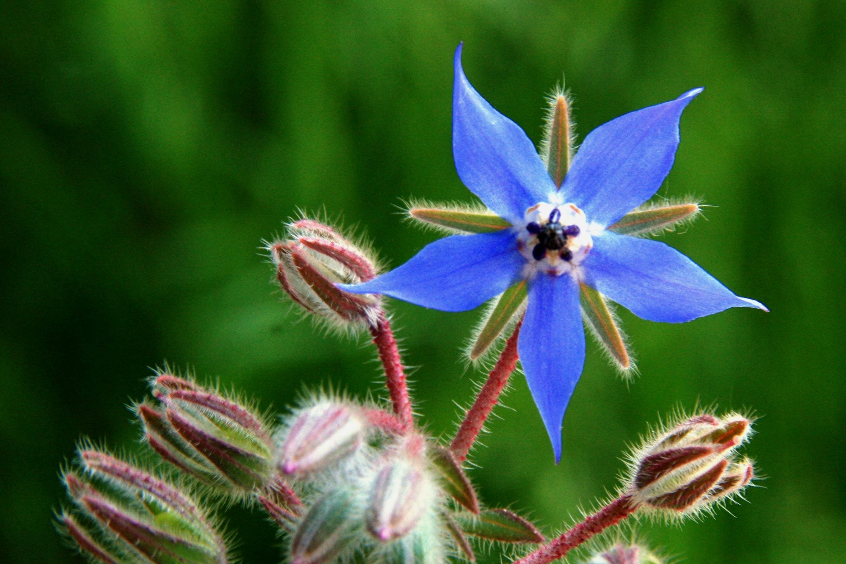 Nahaufnahme einer Borretschblüte (Borago officinalis) mit intensiv blauen Blütenblättern und zarten, behaarten Knospen vor grünem Hintergrund. Basis für ein herausragendes Öl.