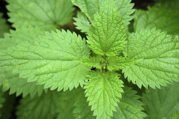 Frische grüne Blätter der kleinen Brennnessel (Urtica urens) aus Ägypten – Grundlage für das naturreine Brennnessel Absolue von ESSENCE-PUR