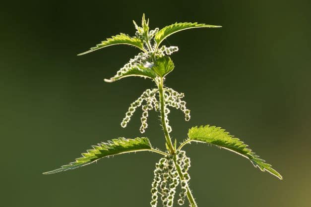 Nahaufnahme einer blühenden Brennnesselpflanze (Urtica urens) mit feinen Blütenständen vor grünem Hintergrund