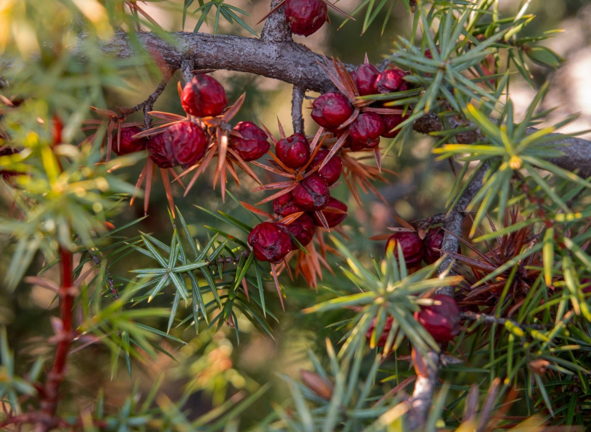 CADE Hydrolat bio (Juniperus oxycedrus) - von ESSENCE - PUR | naturrein & hochwertig