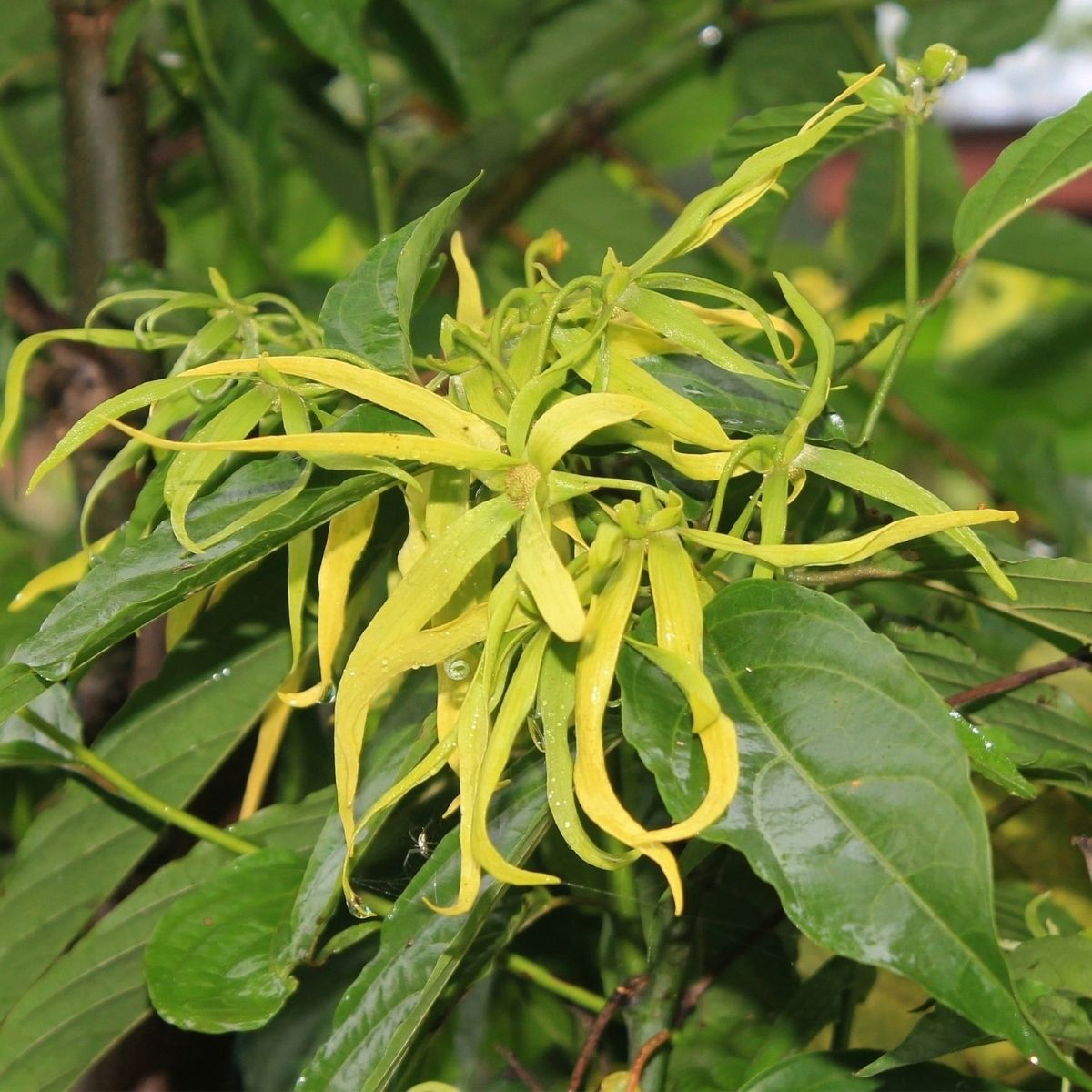 Canangaöl – Cananga odorata | Indonesien - von ESSENCE-PUR | naturrein & hochwertig