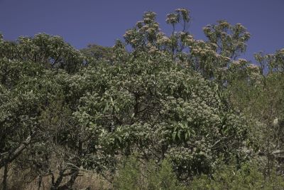 Candeia-Bäume (Eremanthus erythropappus) in Brasilien unter blauem Himmel