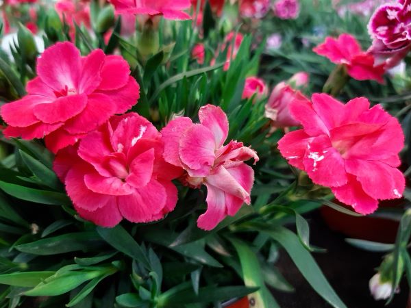 Gartennelke rot zur Gewinnung von Gartennelke absolue (Bio-Alkoholverdünnung) 10%