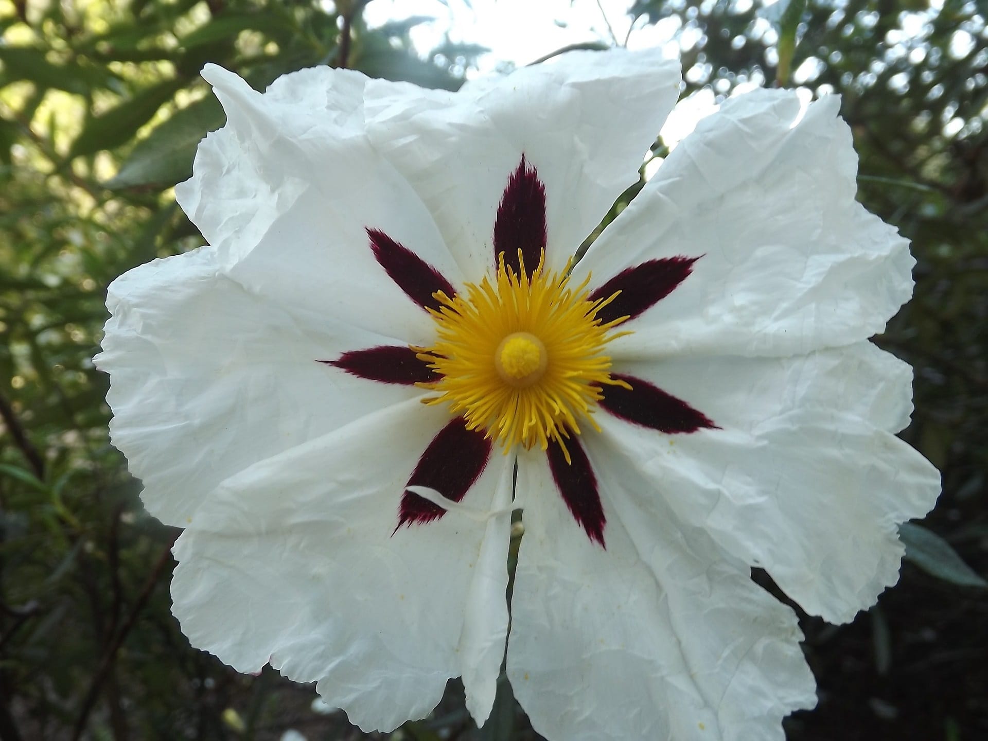 Weiße Blüte der Cistrose (Cistus ladaniferus) – mediterrane Harzpflanze für hochwertiges ätherisches Öl