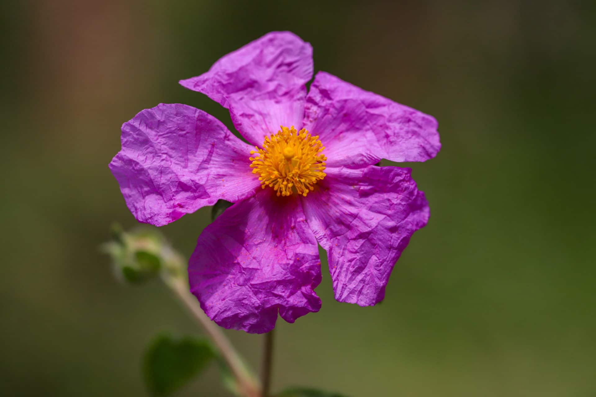 Cistrose (Cistus ladaniferus) in voller Blüte – leuchtend violette Blütenblätter mit gelber Mitte vor unscharfem, natürlichem Hintergrund.