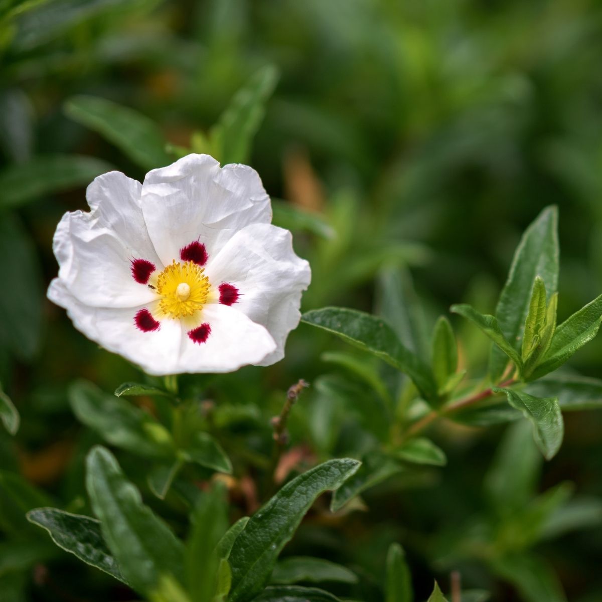 Cistus Absolue Extra 100% - von ESSENCE - PUR | naturrein & hochwertig