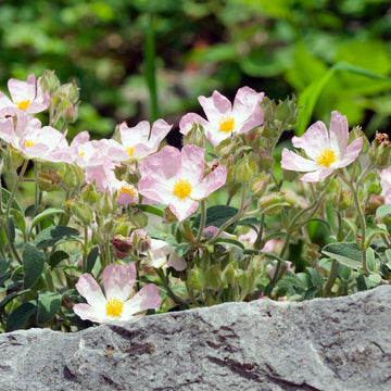 Cistus Absolue Extra 50% (Bio - Alkoholverdünnung) - von ESSENCE - PUR | naturrein & hochwertig