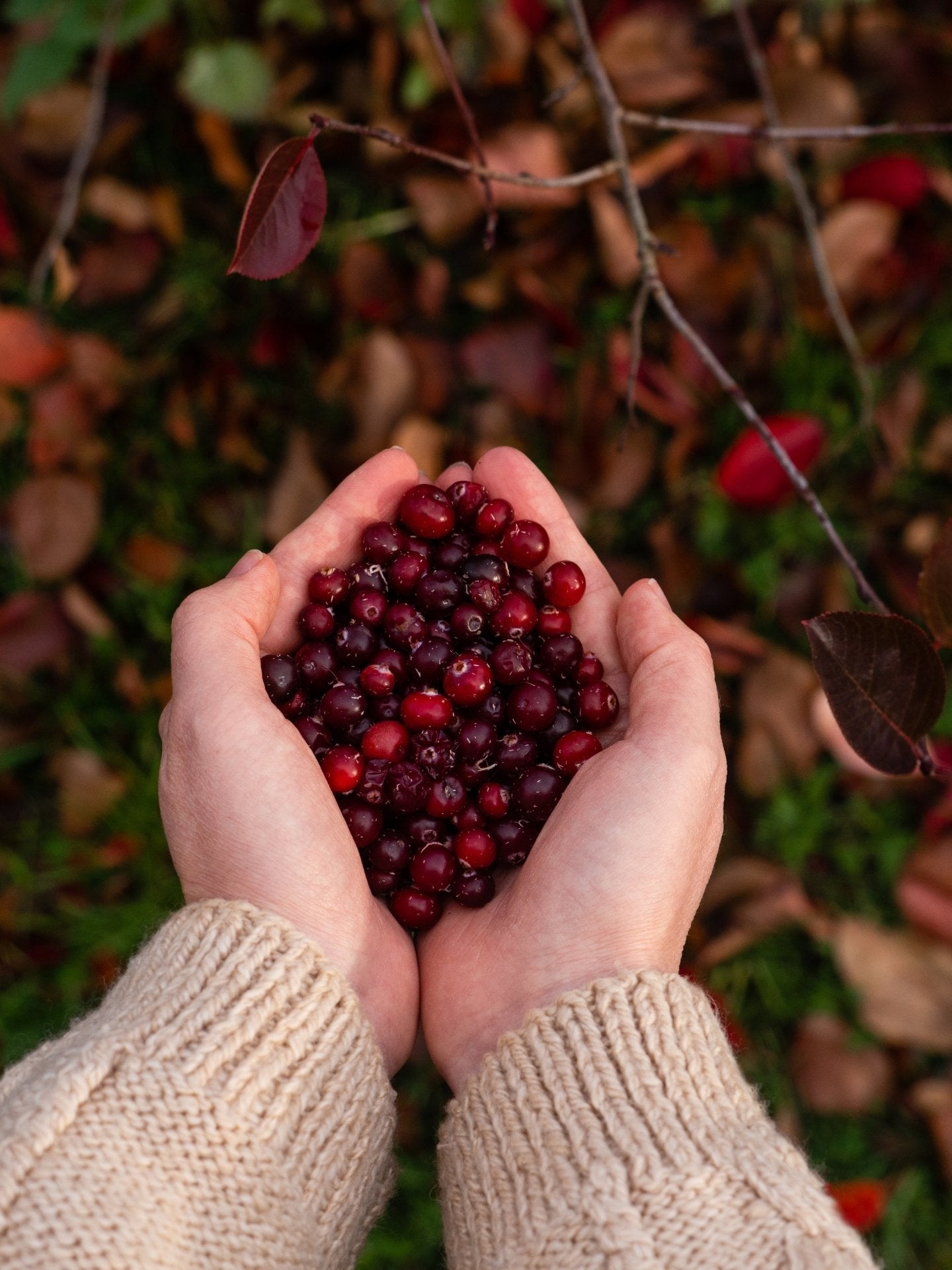 Cranberrysamen Öl bio - von ESSENCE - PUR | naturrein & hochwertig