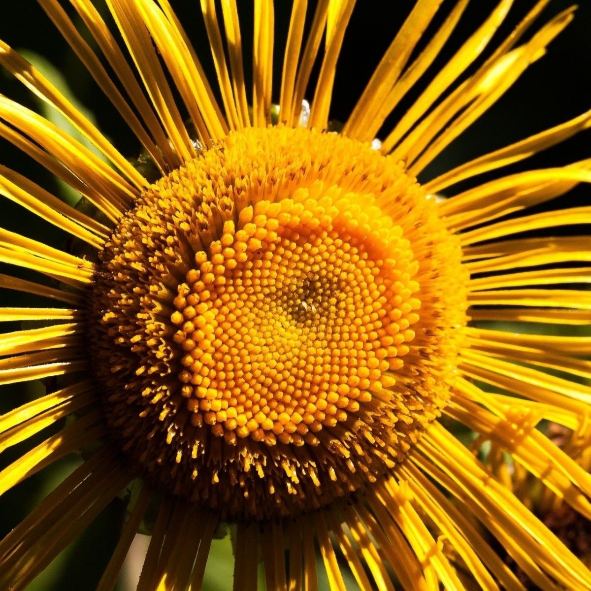 Alantöl bio · intensive Pflanzenkraft für bewusste Duftmomente - von ESSENCE - PUR | naturrein & hochwertig