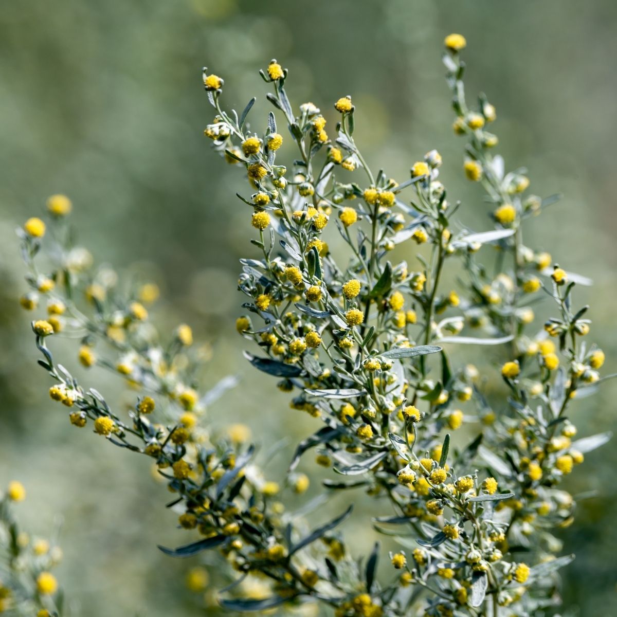 Eberraute (Artemisia abrotanum) – ätherisches Öl | Ägypten - von ESSENCE - PUR | naturrein & hochwertig