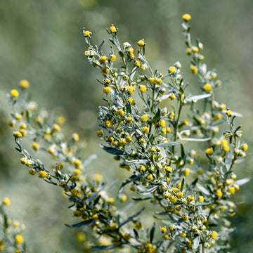Eberraute (Artemisia abrotanum) – ätherisches Öl | Ägypten - von ESSENCE - PUR | naturrein & hochwertig