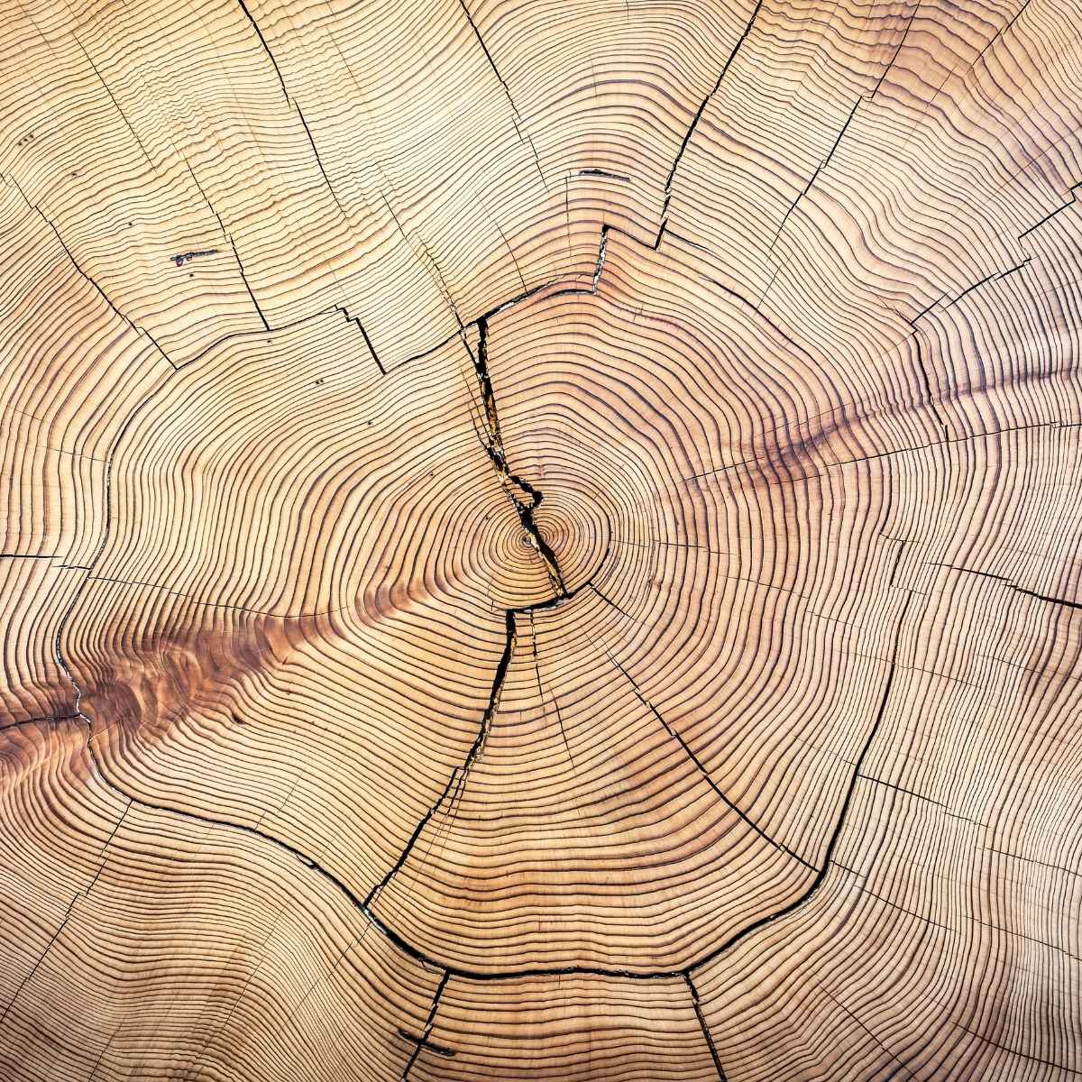 Eichenholz Resinoid 10% (Oak Wood) – warme Holz - & Fassnoten - von ESSENCE - PUR | naturrein & hochwertig