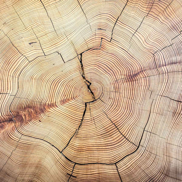 Eichenholz Resinoid 10% (Oak Wood) – warme Holz - & Fassnoten - von ESSENCE - PUR | naturrein & hochwertig