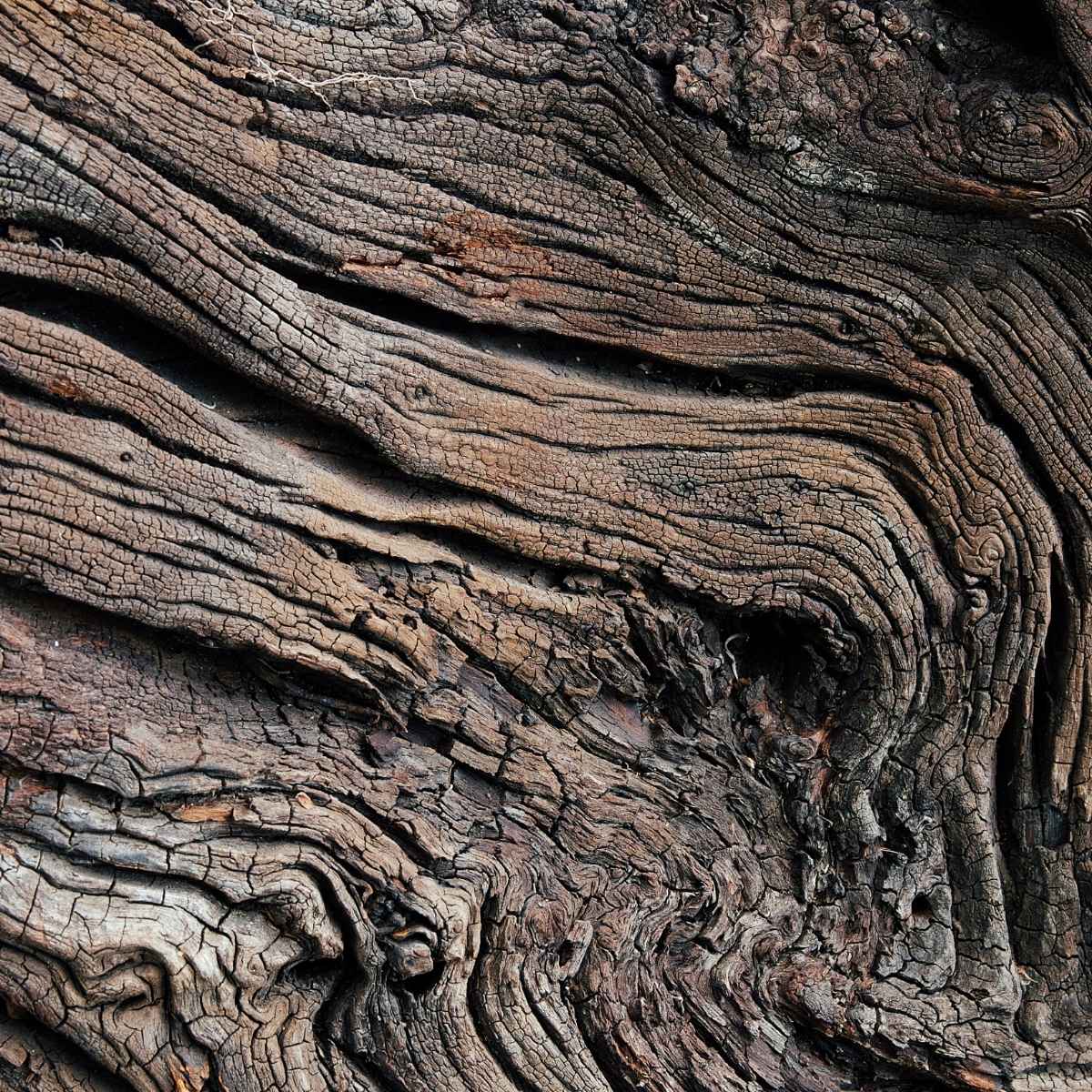 Eichenholz Resinoid (Oak Wood) - naturrein - von ESSENCE - PUR | naturrein & hochwertig