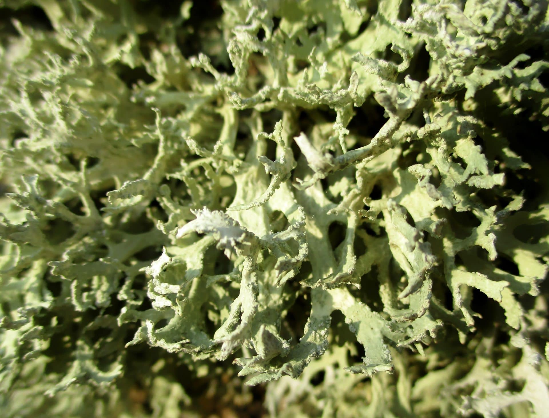 Eichenmoos Flechte (Evernia prunastri) in Nahaufnahme – natürlicher Rohstoff für Eichenmoos Absolue und klassische Naturparfümerie