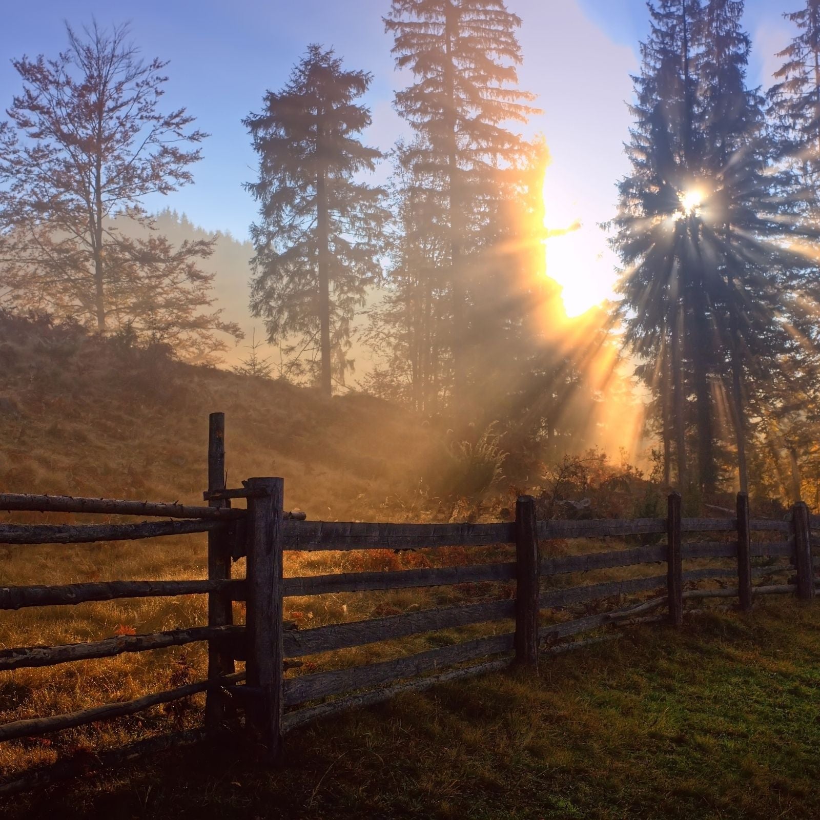 Essence des Pins (Essence Originals) - von ESSENCE - PUR | naturrein & hochwertig