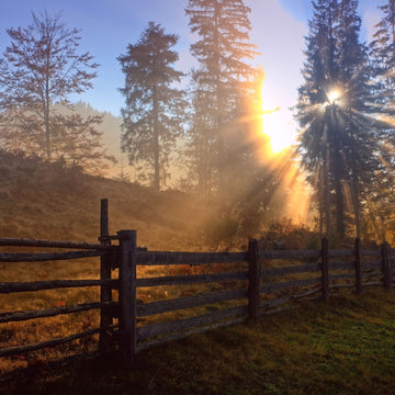 Sonnenstrahlen durch einen stillen Nadelwald – Stimmungsbild zur Duftmischung Essence des Pins von ESSENCE-PUR