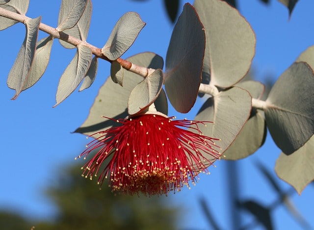 Eukalyptus mit Blüte zur Gewinnung von Eukalyptusöl smithii bio