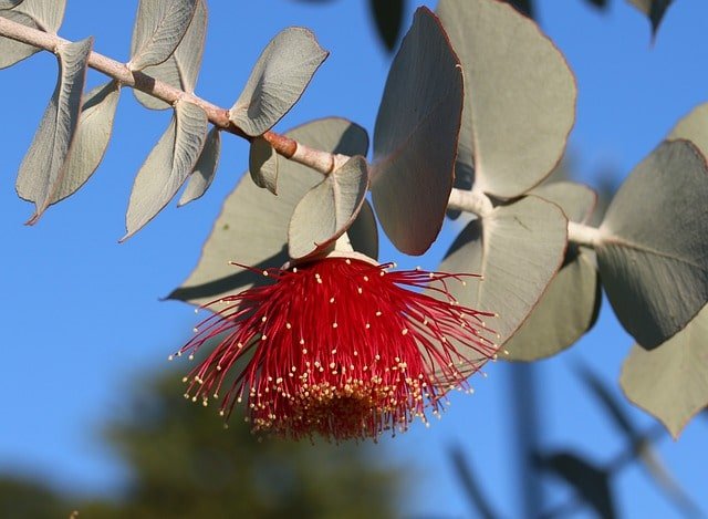 Blüte des Eukalyptus smithii aus Südafrika – Stammpflanze für das naturreine ätherische Eukalyptusöl smithii bio