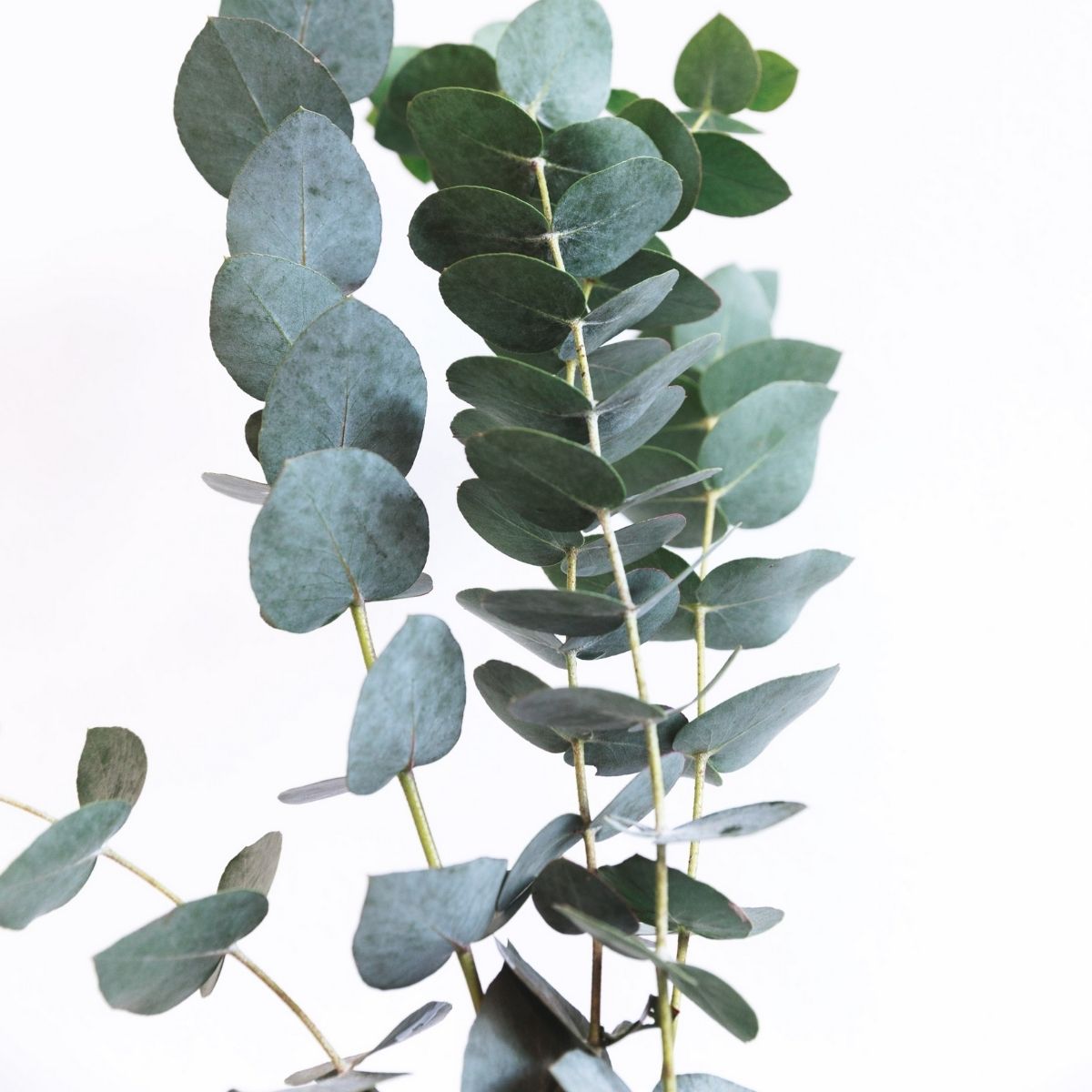 Nahaufnahme von frischen Eukalyptuszweigen mit grünen Blättern, Symbol für die aromatische Frische des Eukalyptusöls